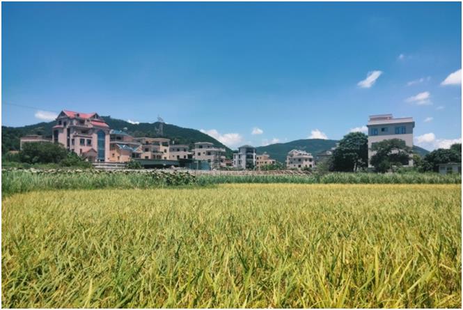 乡村振兴正当时，巾帼何须让须眉 