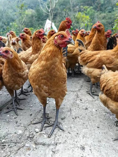 华中地区首家绿色生态虫草鸡养殖企业 