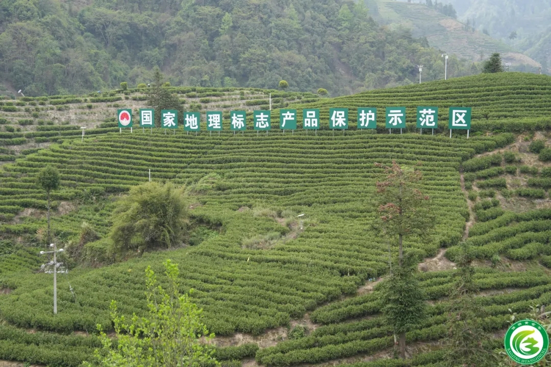 乡村振兴：湖南保靖黄金茶韵 