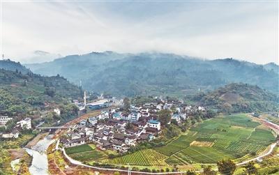 第二届洞口雪峰茶推广季活动启幕 专家云集共鉴茶中珍品 