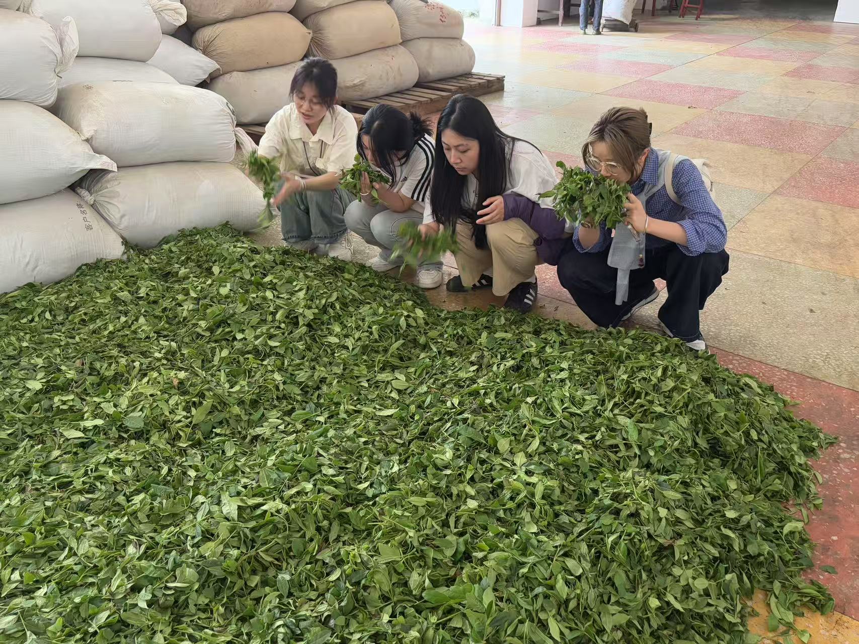 青春智囊团“把脉”黑茶产业！湖南商务职院学子创新方案助力安化茶香破圈